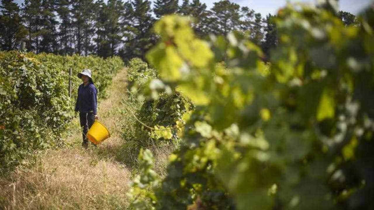 A seasonal worker picks Riesling grapes at Surveyor's Hill vineyard outside Canberra, Thursday, March 12, 2015.