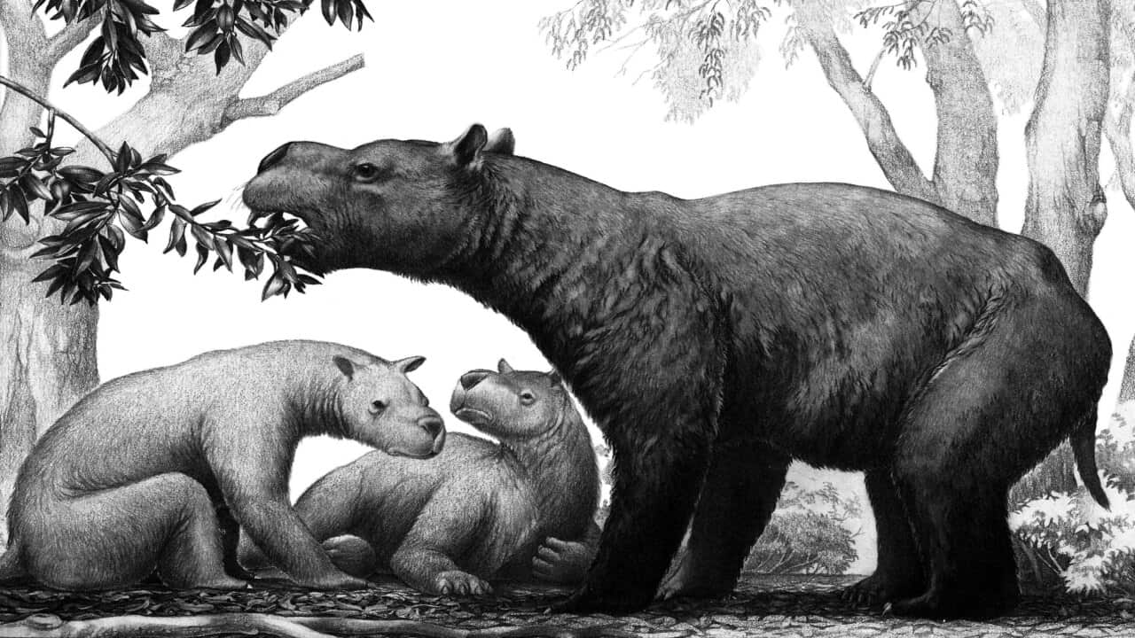 An illustration Australian prehistoric megafauna , the the 1-2 tonne Diprotodon