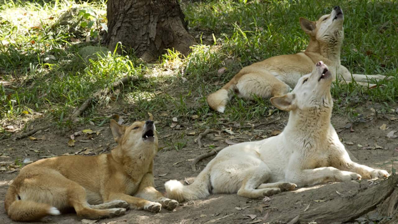 Dingoes really do bark.