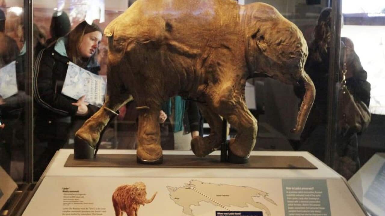 Lyuba the baby mammoth