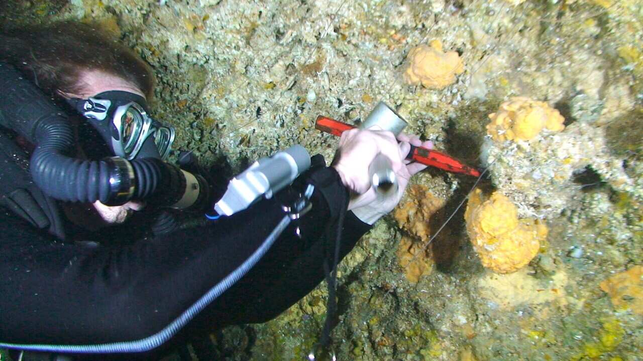 Scuba diver extracting sponge from underwater.