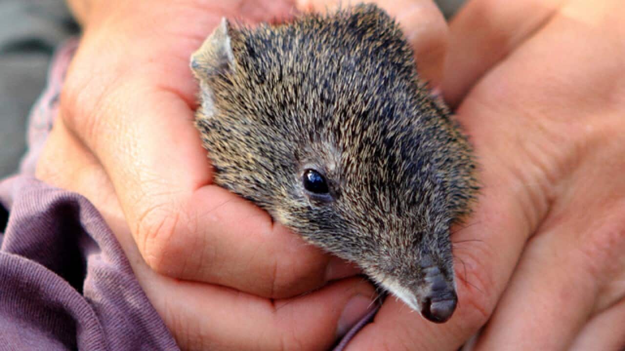 A Gilbert's potoroo in Western Australia, Tuesday, Dec. 2, 2014. The population of the Gilbert's potoroo species has grown to more than 100 since the species was rediscovered in Western Australia. (AAP Image/Supplied) NO ARCIVING