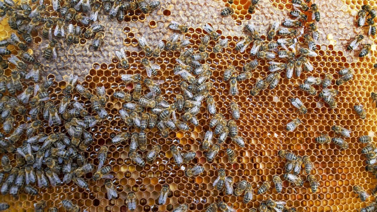 Bees in a hive
