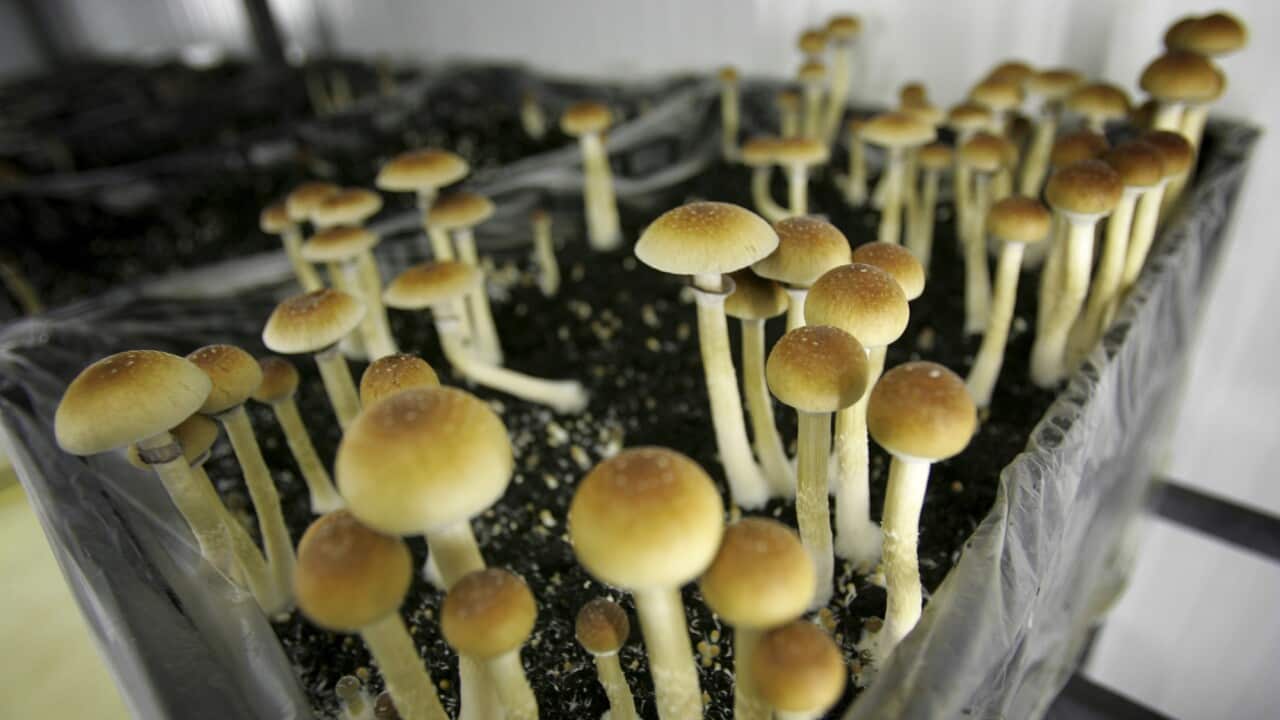 Close-up of psilocybin (mushrooms) in a farm.