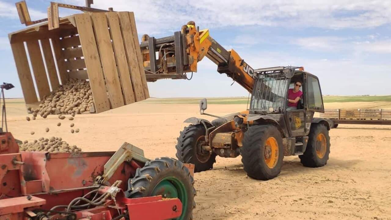 Serena driving a tractor in a potato farm