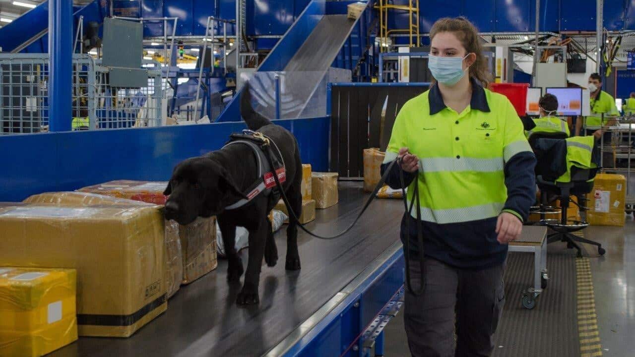 Lockie and Lauren at the mail screening centre to detect prohibited substances