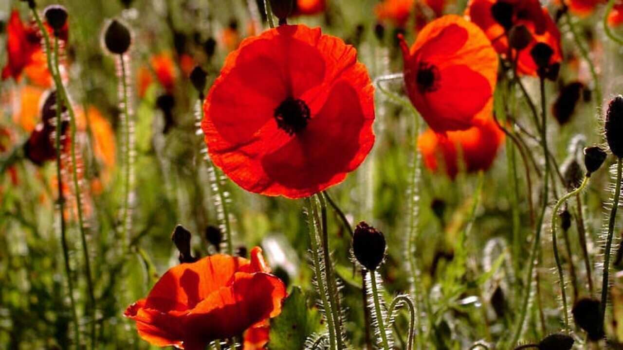 Remembrance day