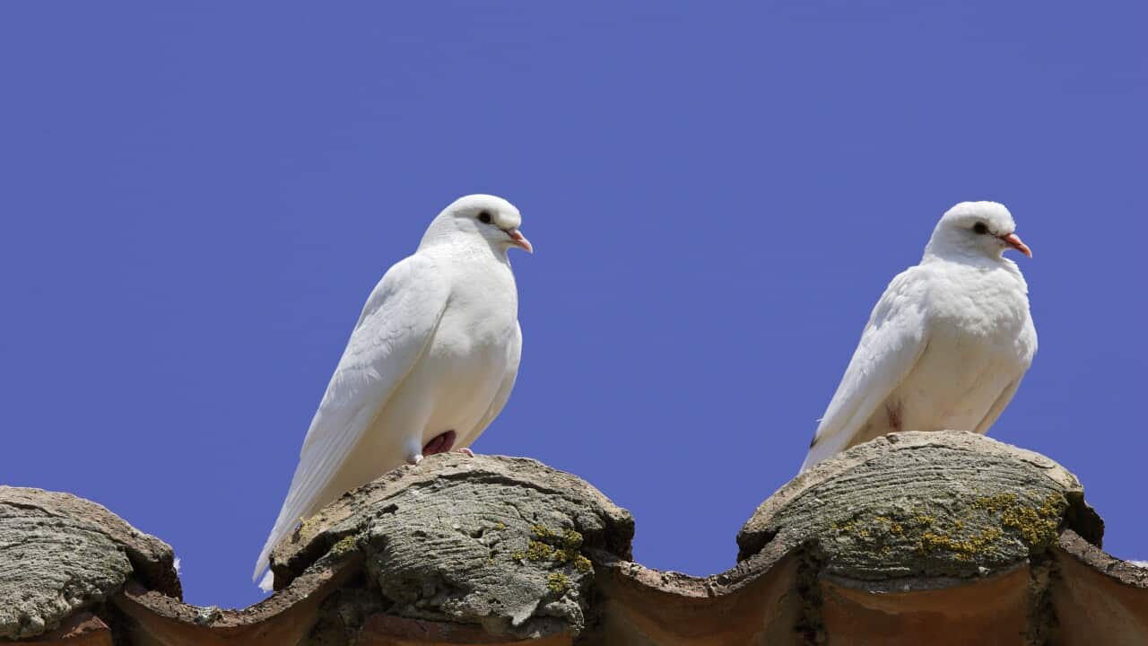 Domestic Pigeon