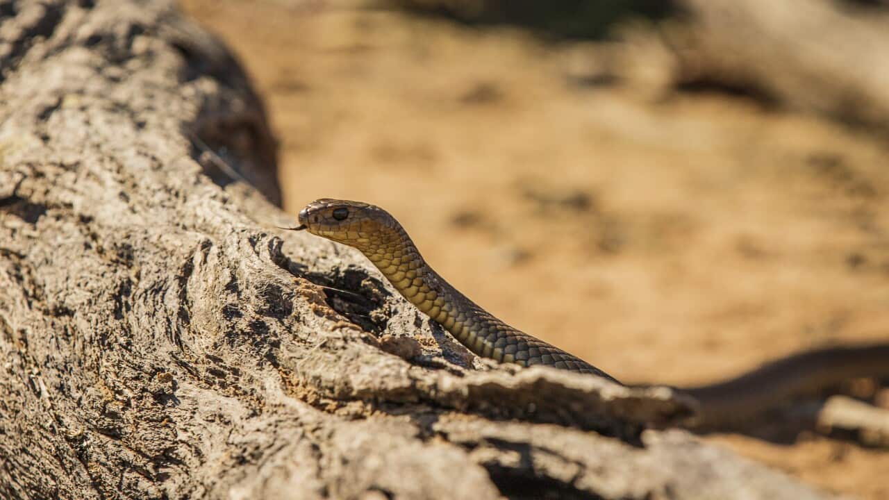 Tiger snake on dead tree log in Australia outback country