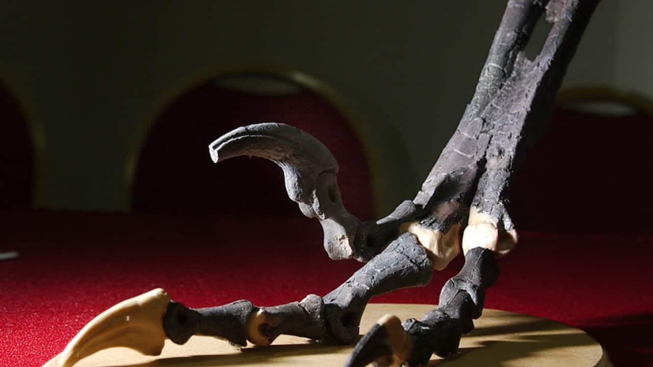 Fossilised bones of a small meat-eating dinosaur