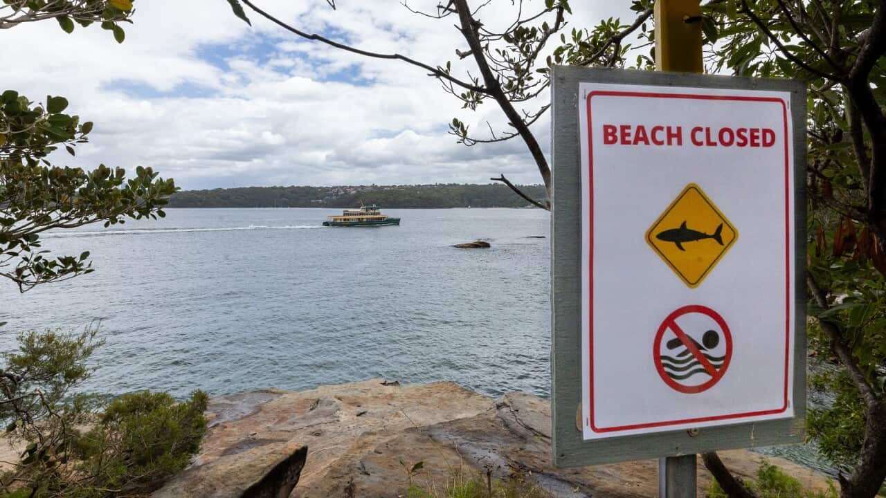 SHARK BEACH ATTACK SYDNEY