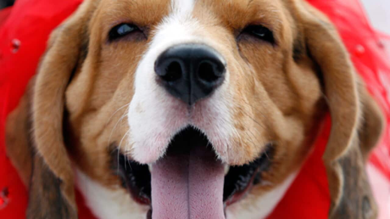dog_india_L_100428_aap_668762052