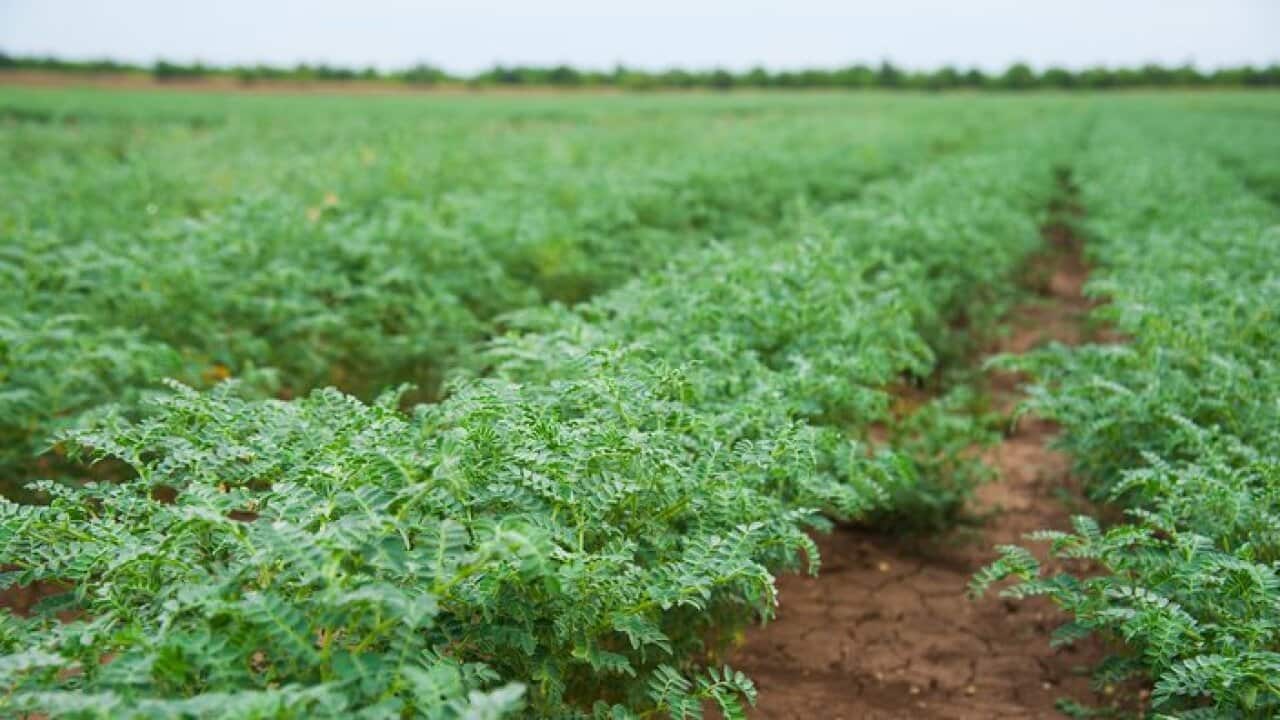 Chickpea crop field