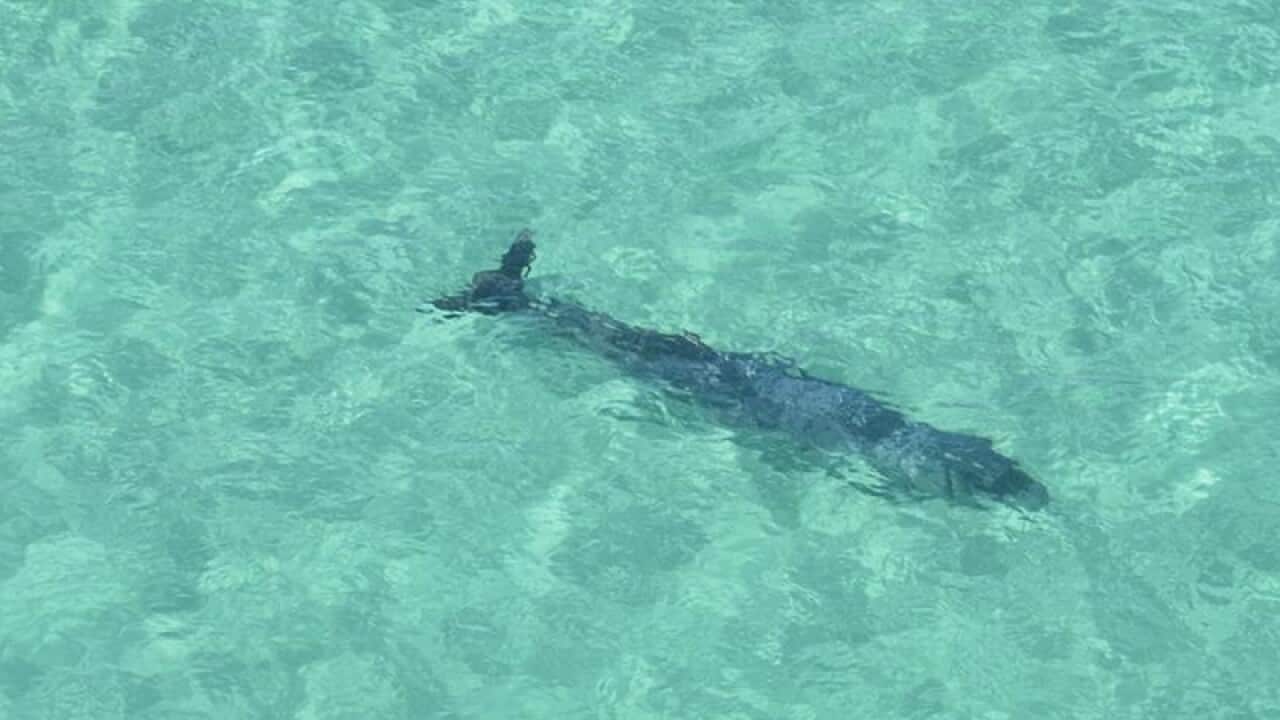Beaked whale