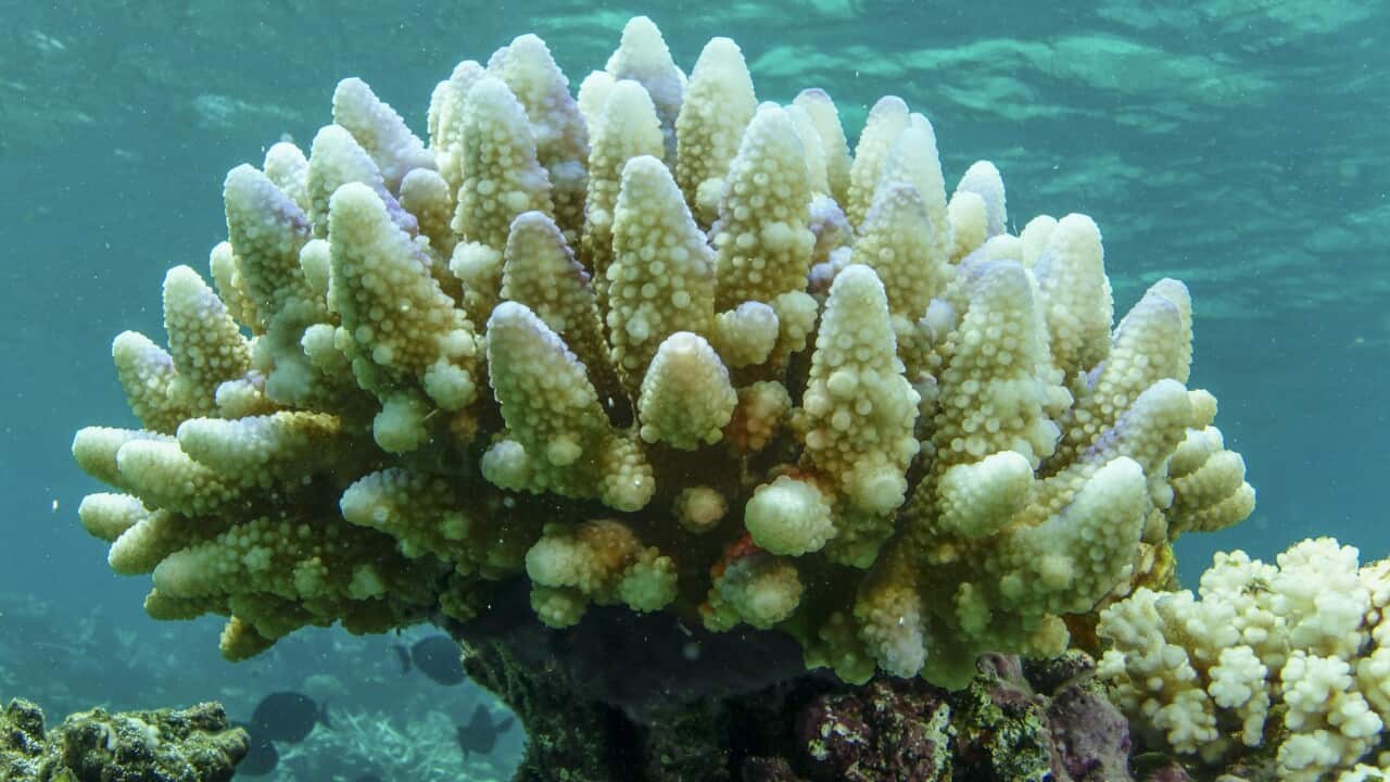 Australia Barrier Reef