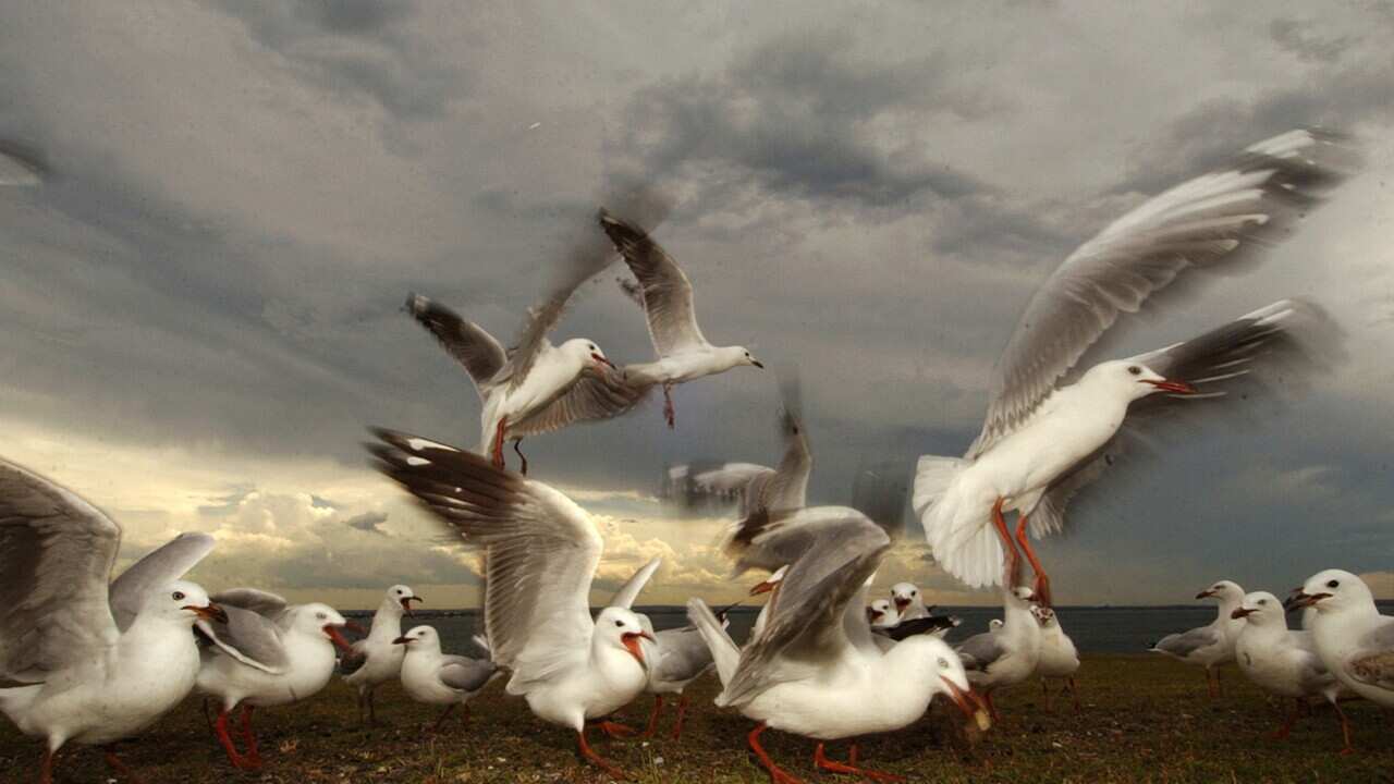 Tormenta