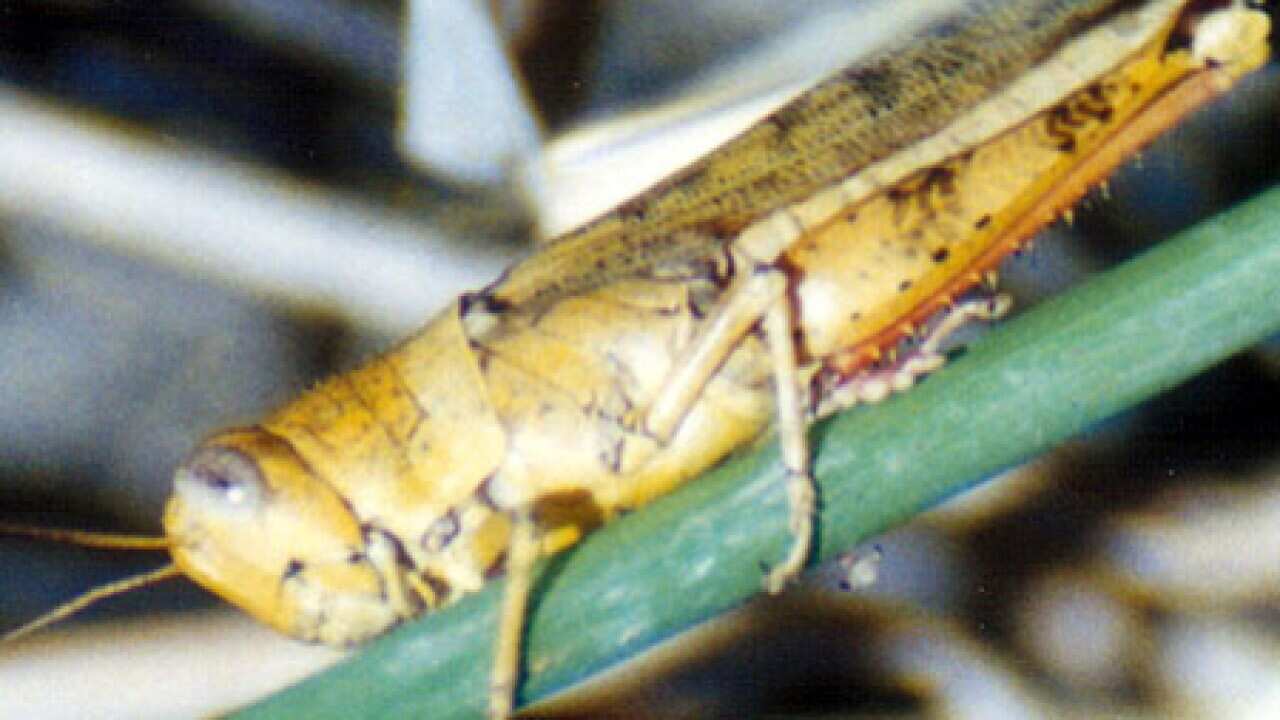locust_plague_L_091030_AAP_1455741424