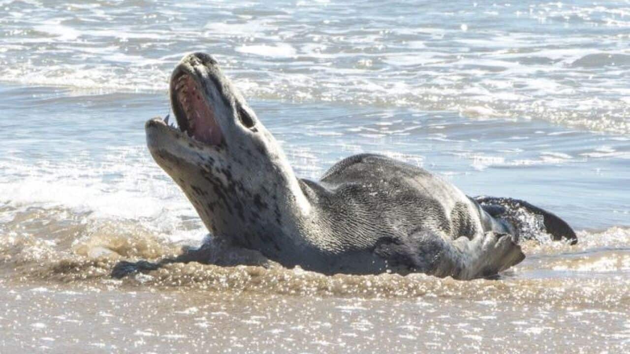 Leopard seals are apex predators and have fearsome teeth.