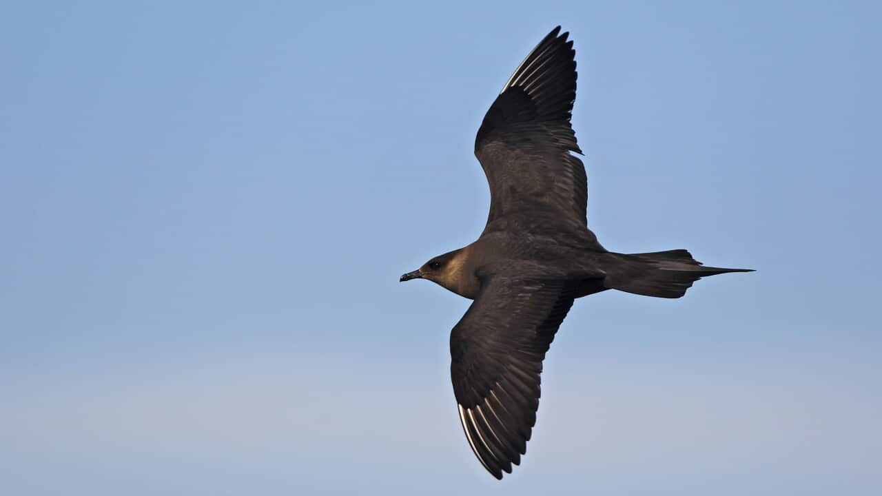 Arctic Skua - in flight (Stercorarius parasiticusStercor)
