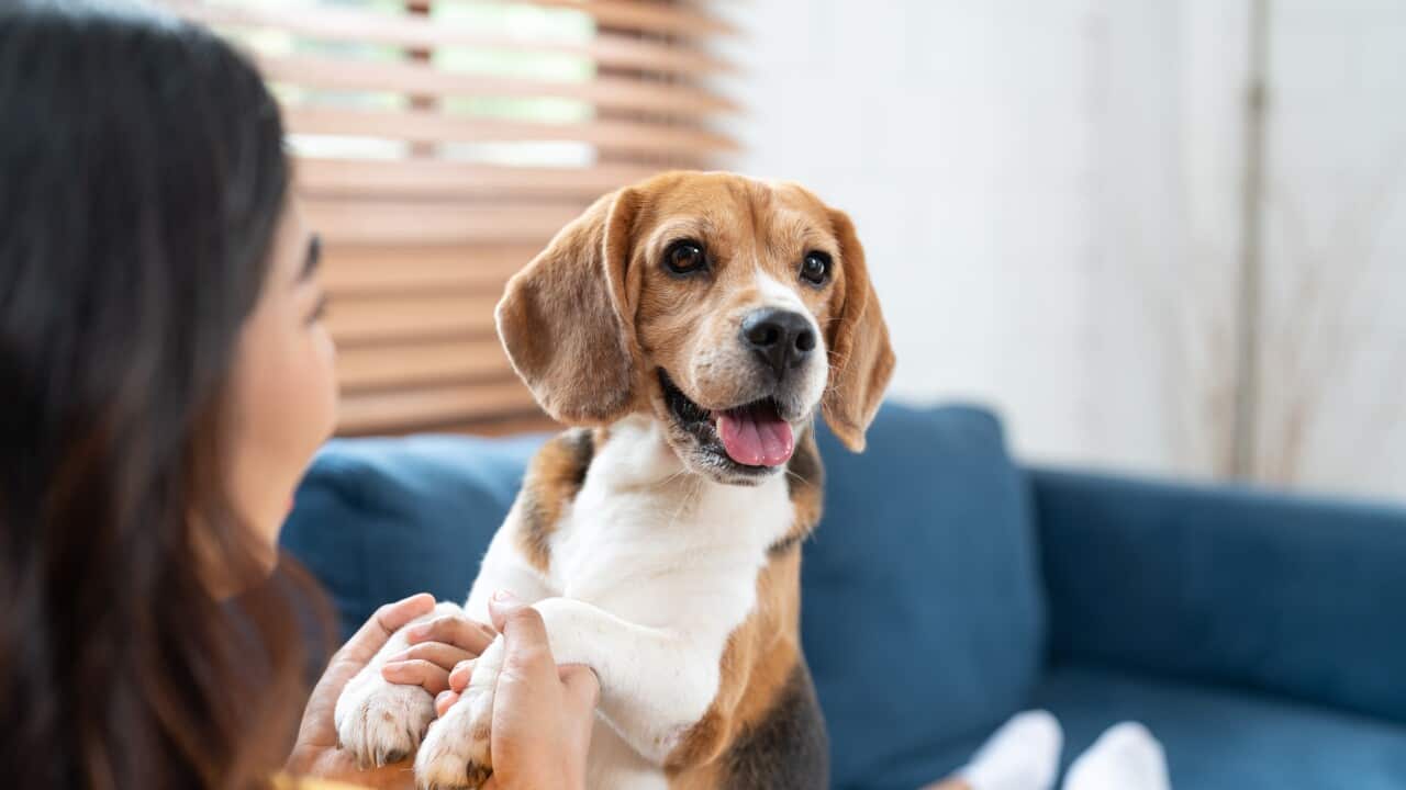 Portrait of beagle dog playing with Asian young woman on sofa in living room at cozy home. Pet and cute animal concept.