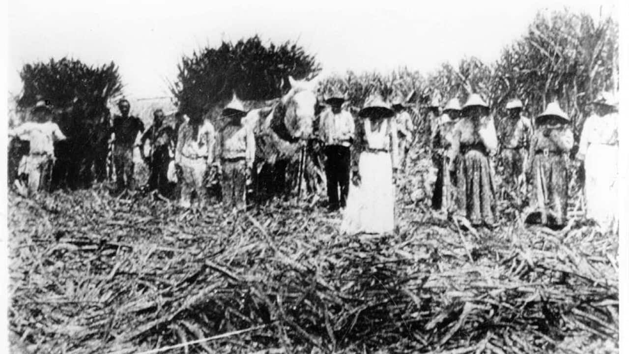 South Sea Islanders working in a Townsville cane field in 1907.
