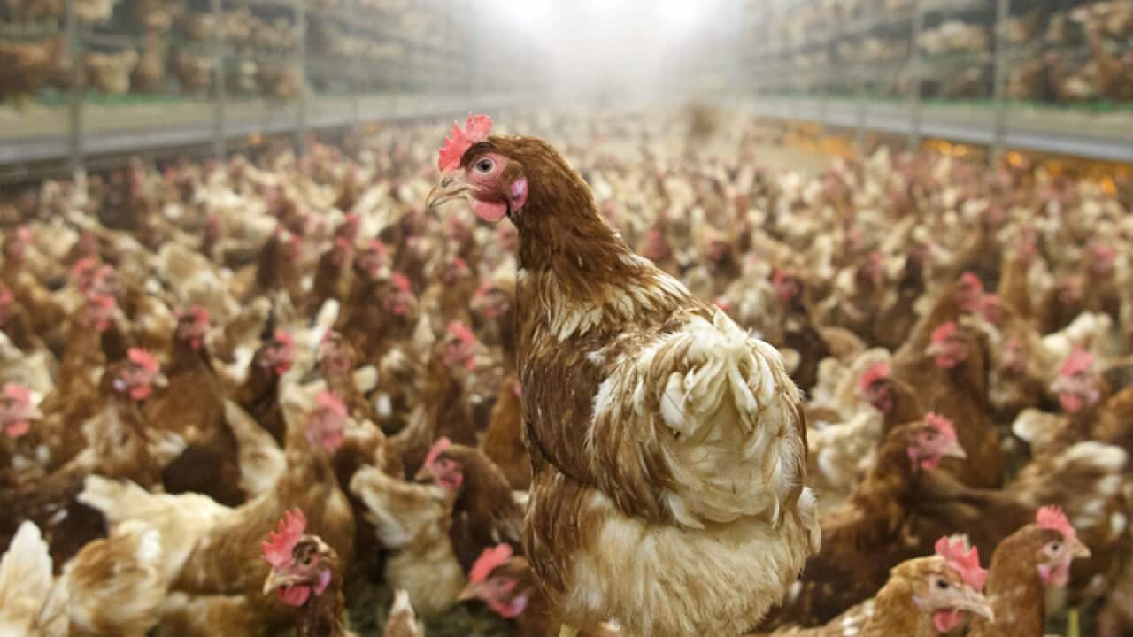 Laying hens in a chicken farm