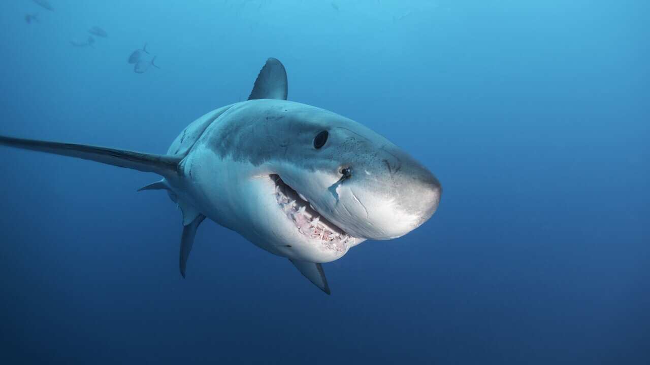 Great white shark close up.