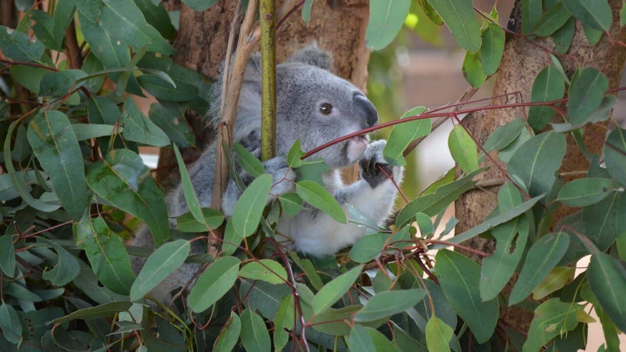 A new sanctuary aiming to help sick koalas is opening