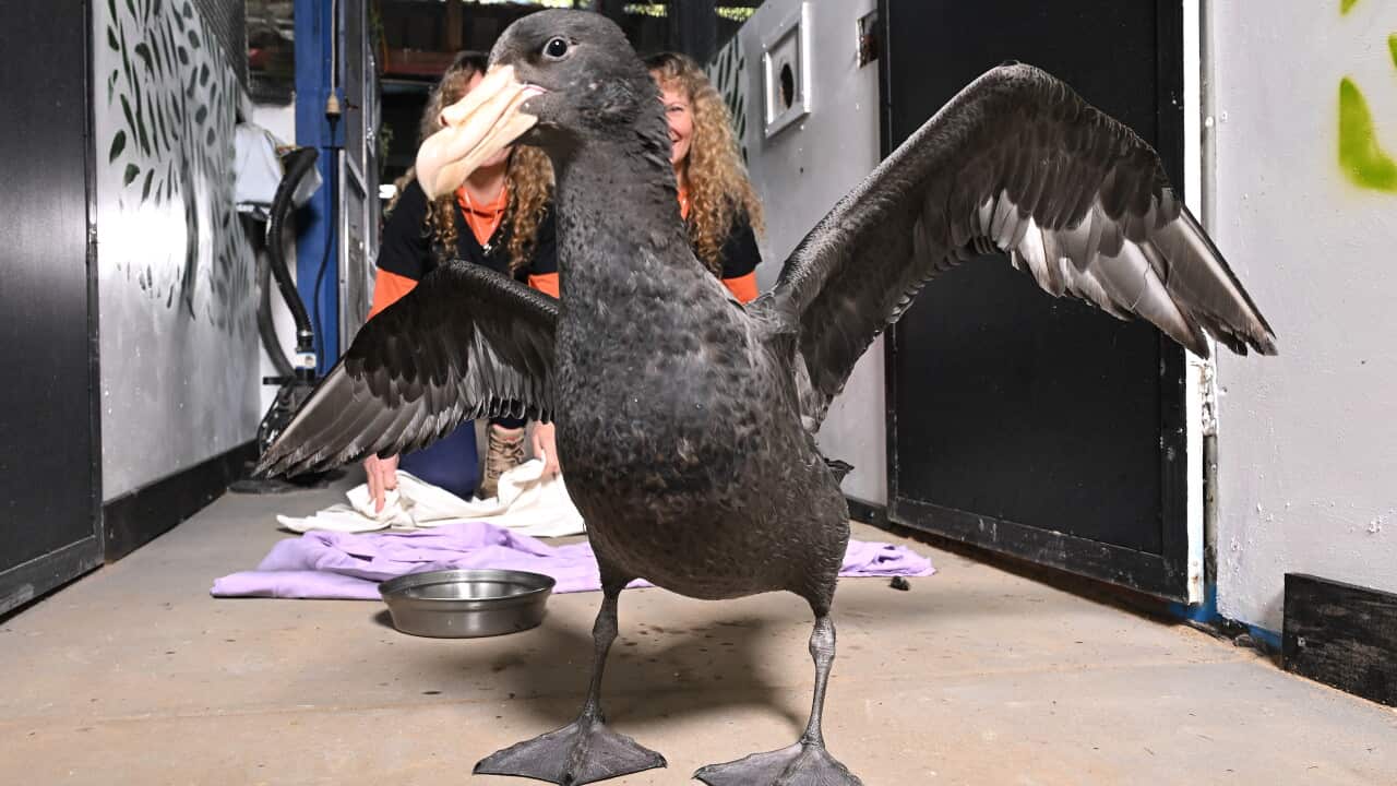 A large black seabird.