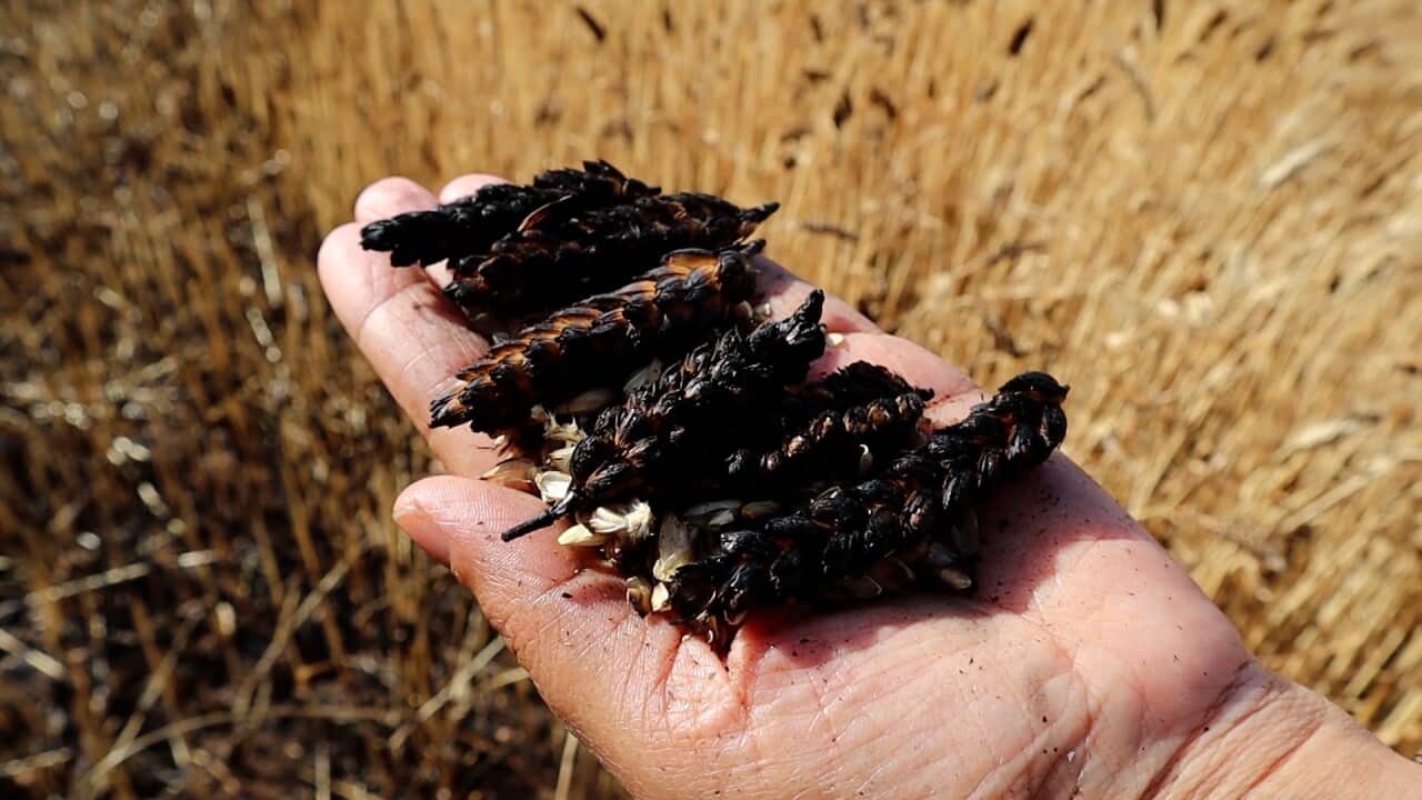 Burnt wheat spikes.jpg