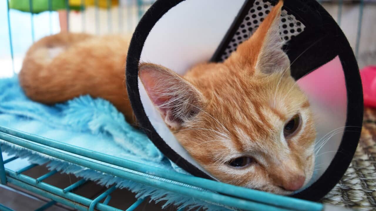 Domestic cat wear cone pet recovery collar after surgery, anti bite lick wound healing safety.