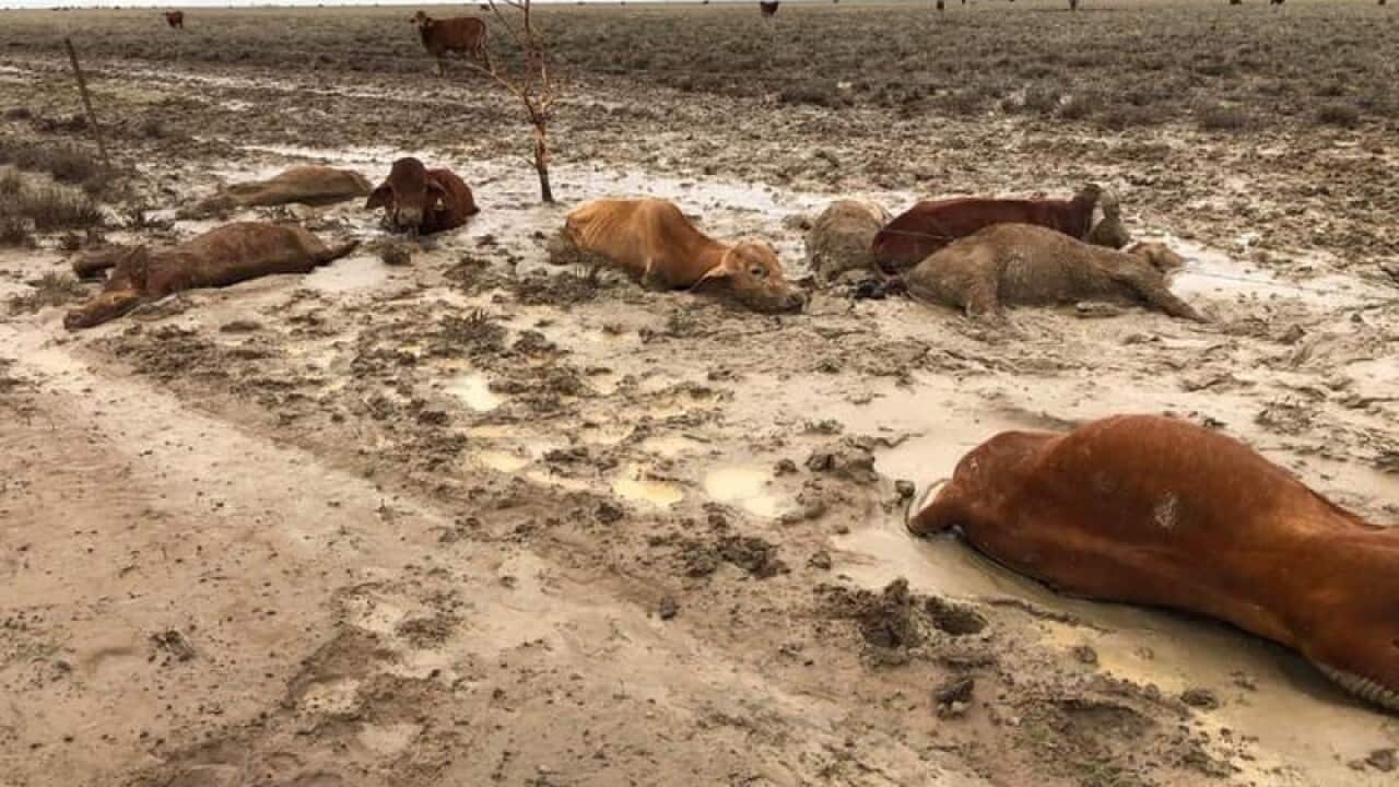 Livestock trapped by flooding in north Queensland in February 2019.