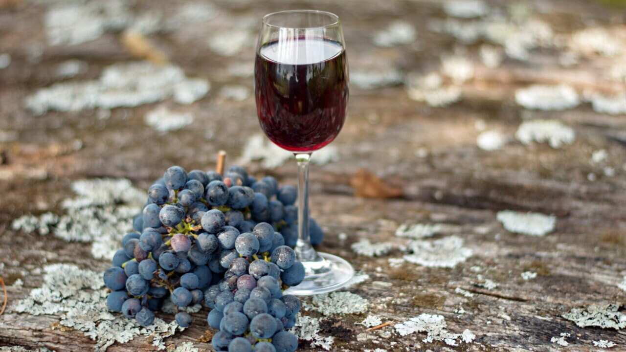 Glass of wine and bunch of grapes on the rustic wooden table in a vineyard
