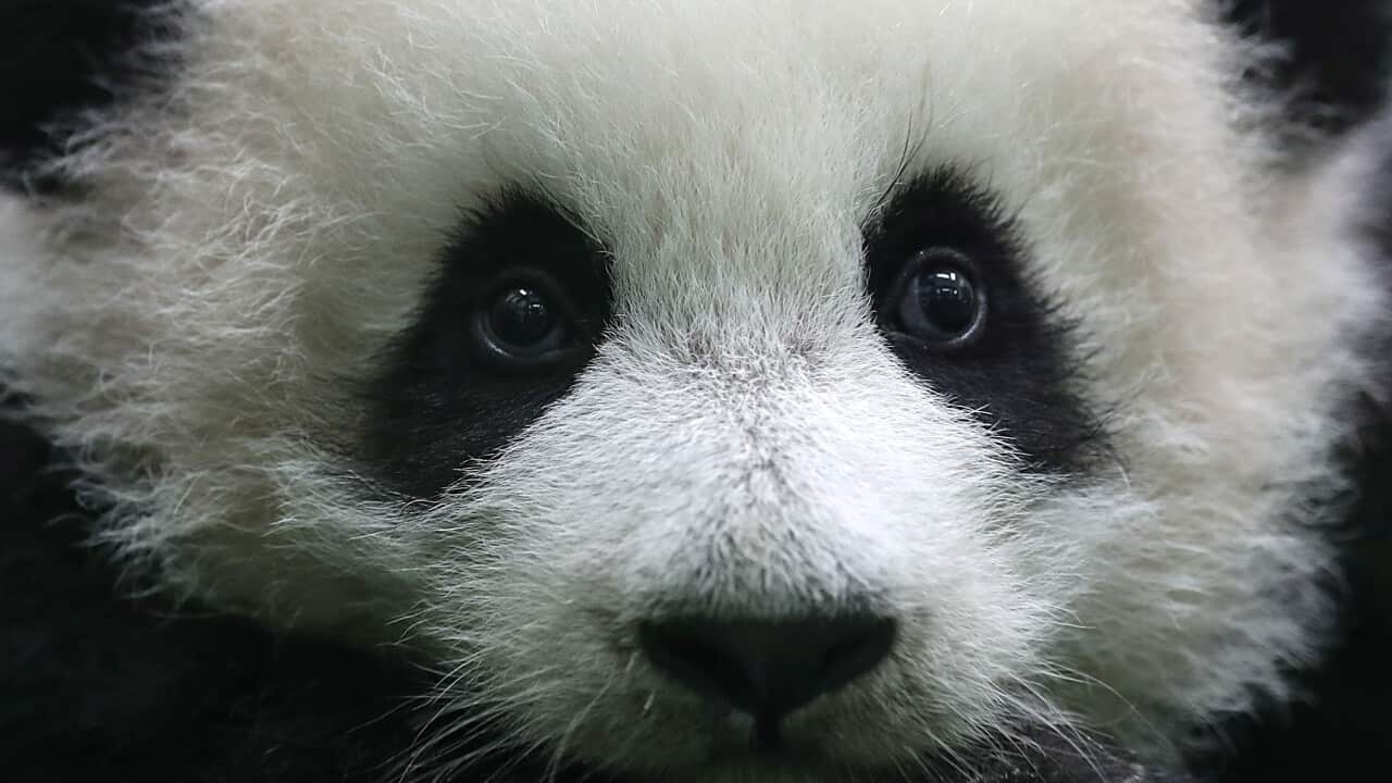 A close-up of a panda's face.