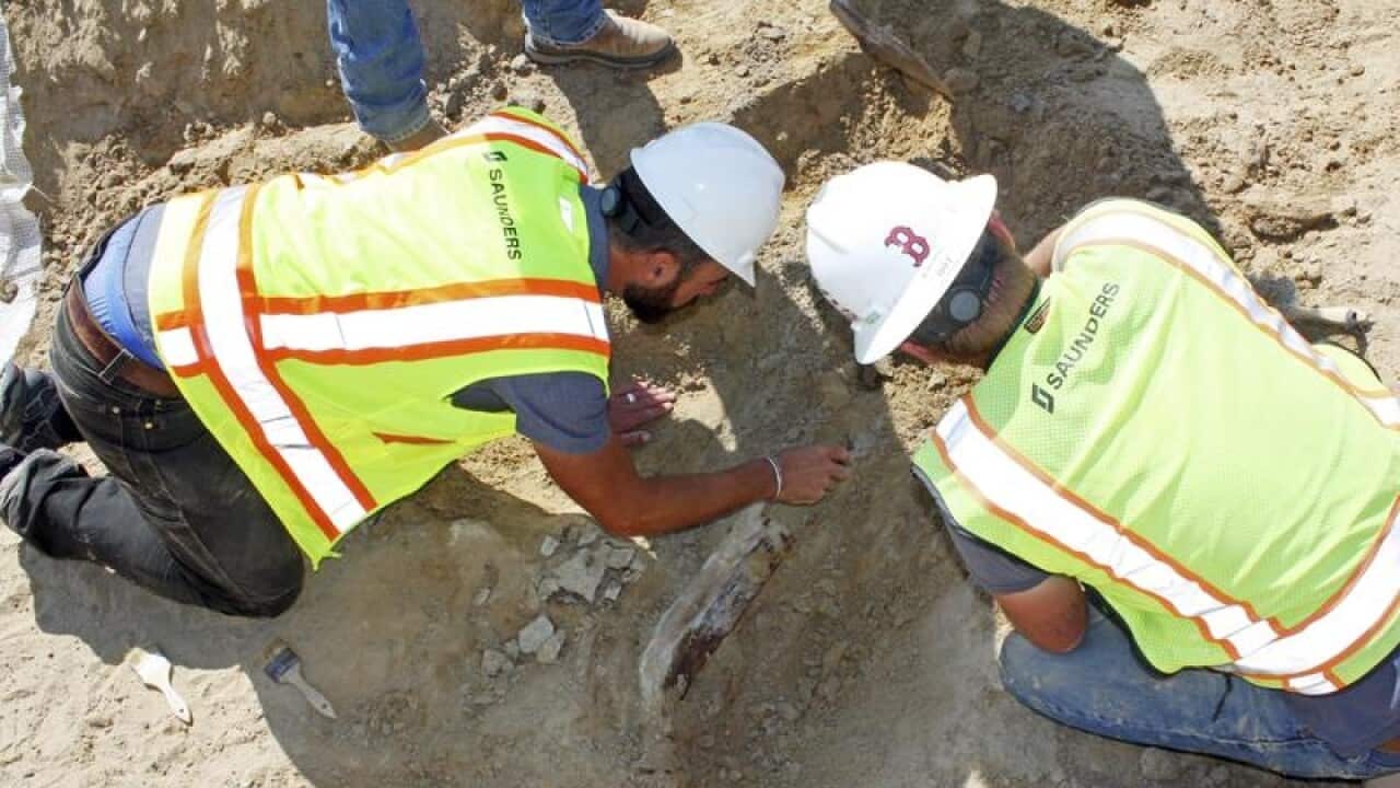 Workers unearthing a fossil of a triceratops dinosaur