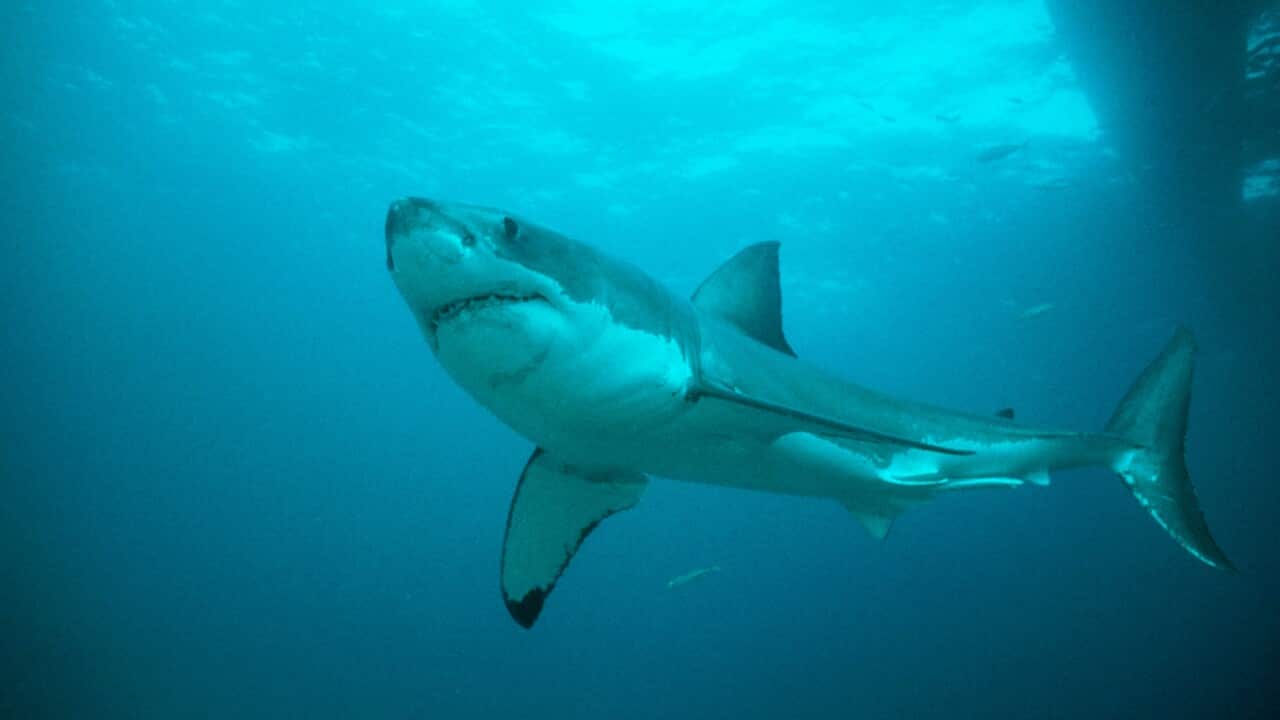 Australia Explained Shark attacks