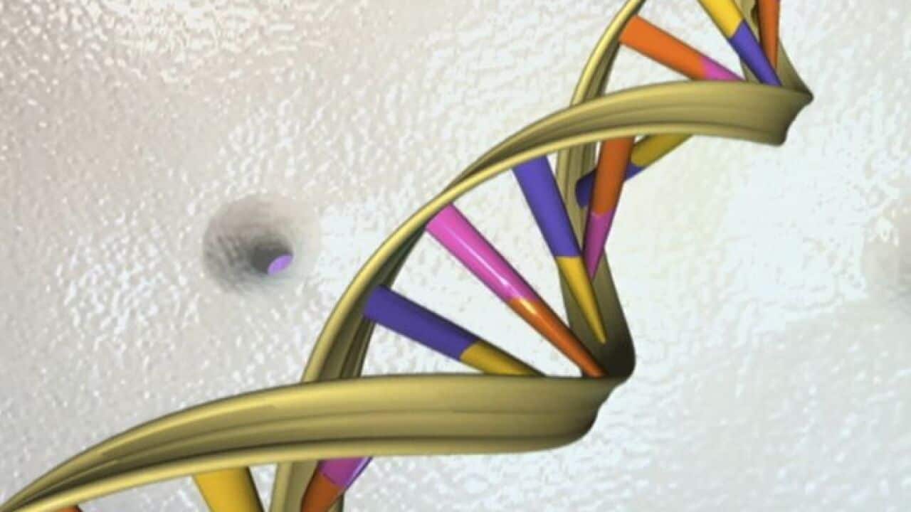 A DNA double helix is seen in an undated artist's illustration