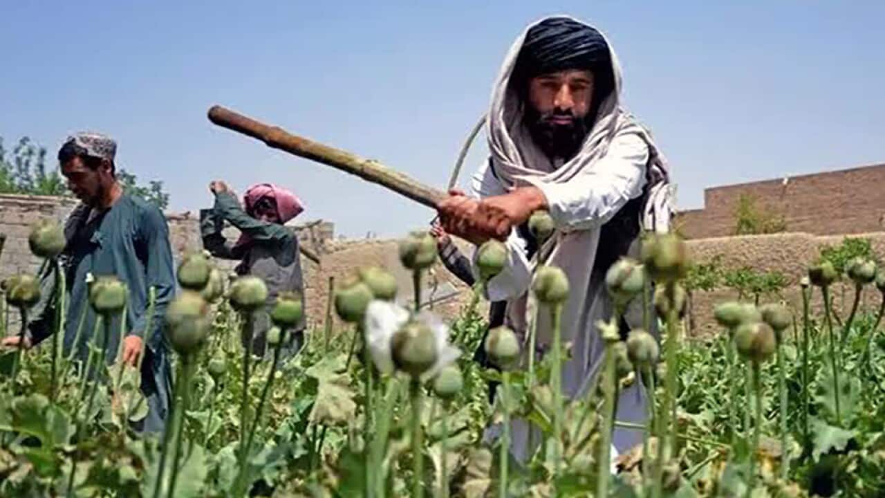 تخريب مزارع خشخاش در افغانستان.jpg