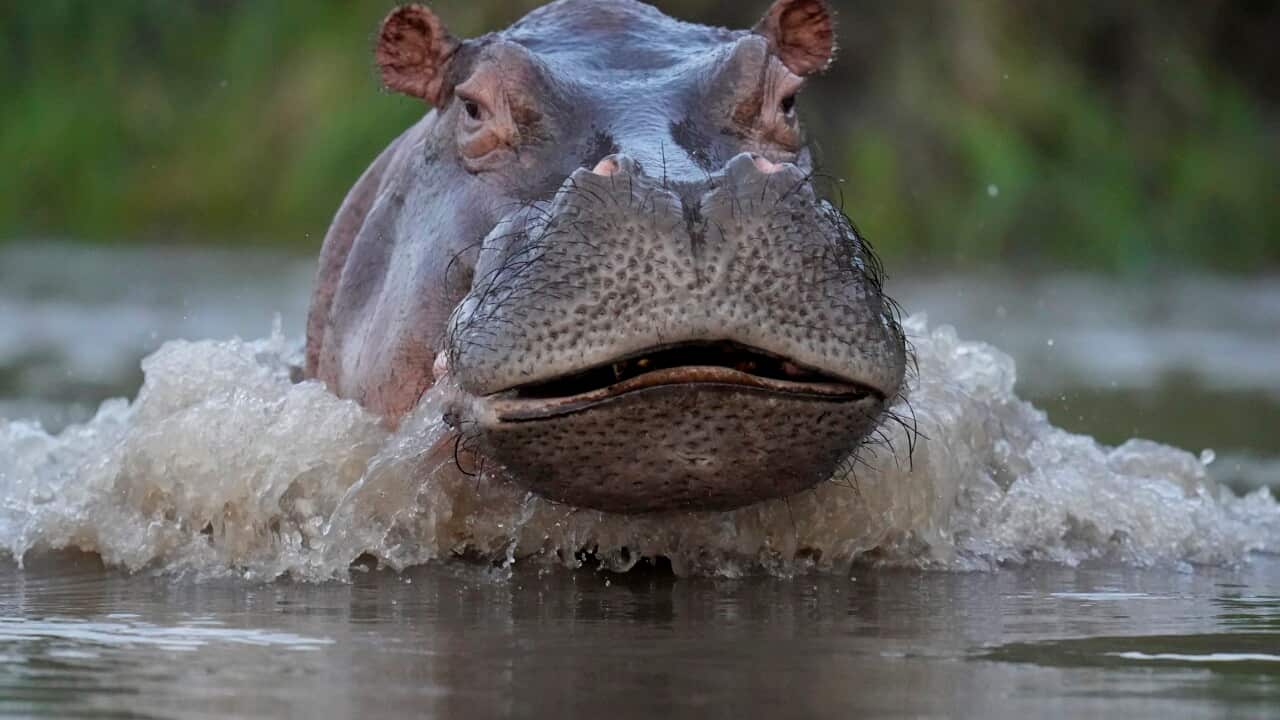 APTOPIX Colombia Hippos