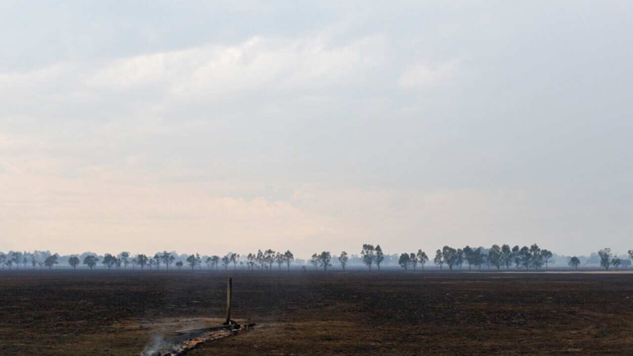 Burnt out field after a bushfire at Yarloop