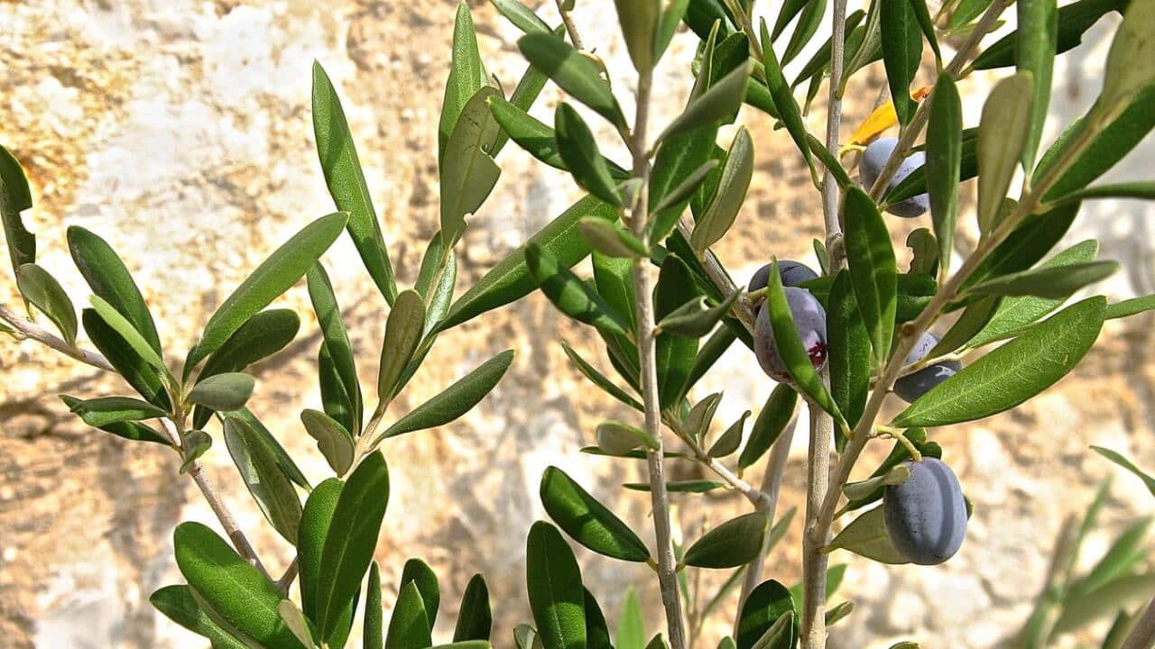 Olive Tree