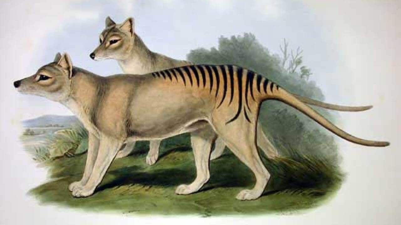 tasmanischer tiger