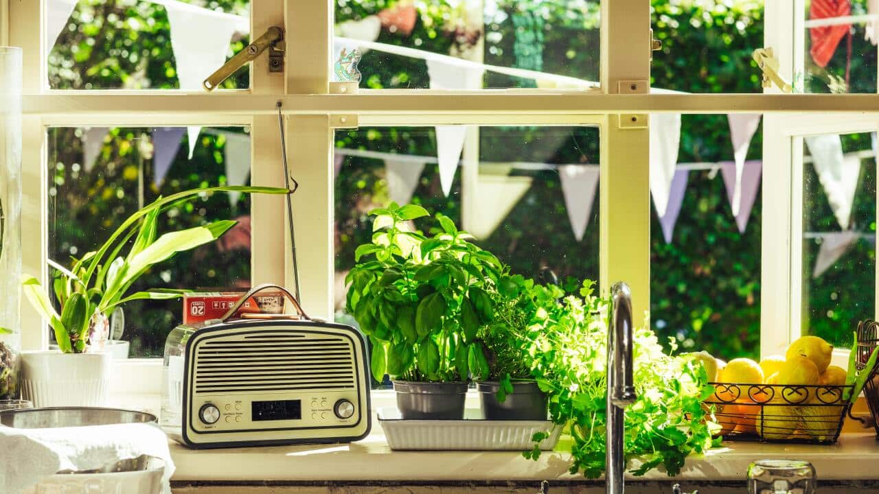 SBS PopDesi Program Guide