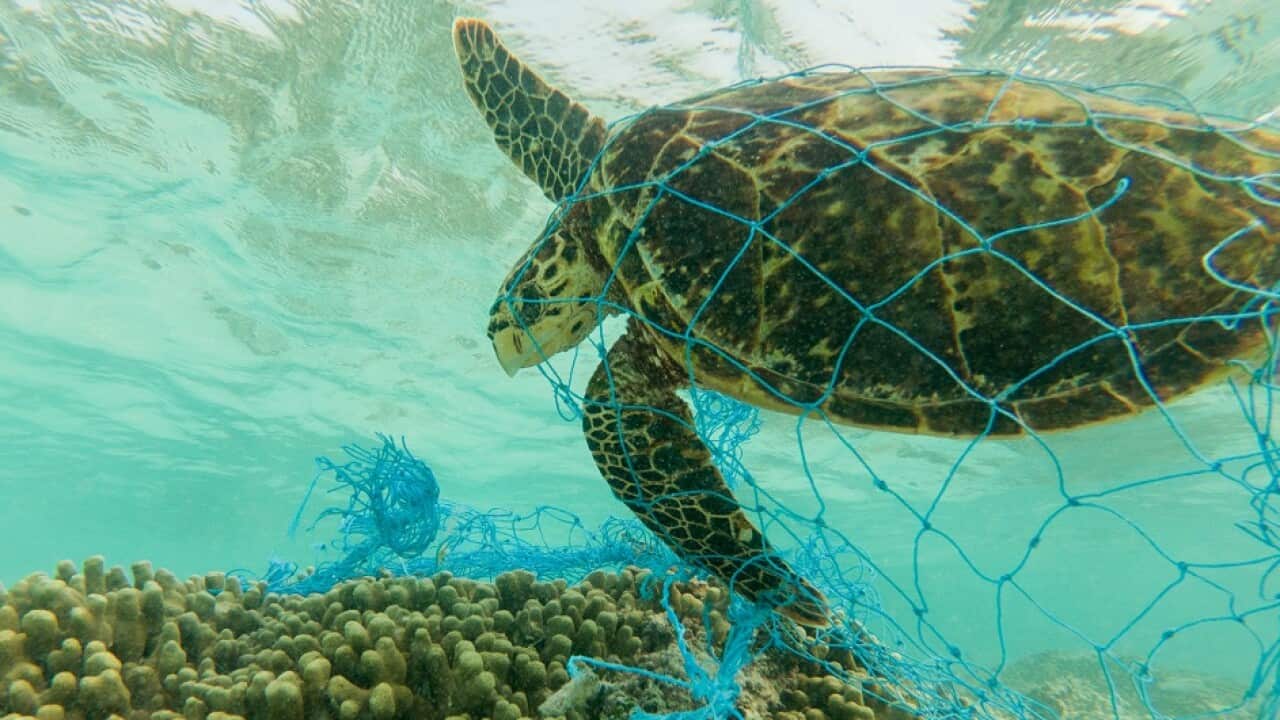 A green sea turtle entangled on a discarded fishing net