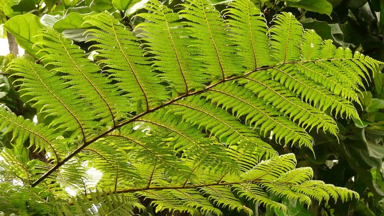 Tree T=Fern