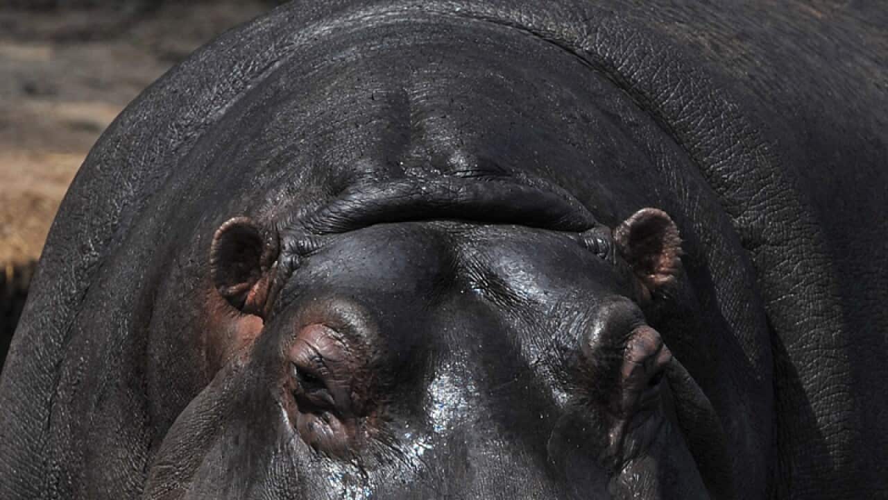 Hippopotamus.