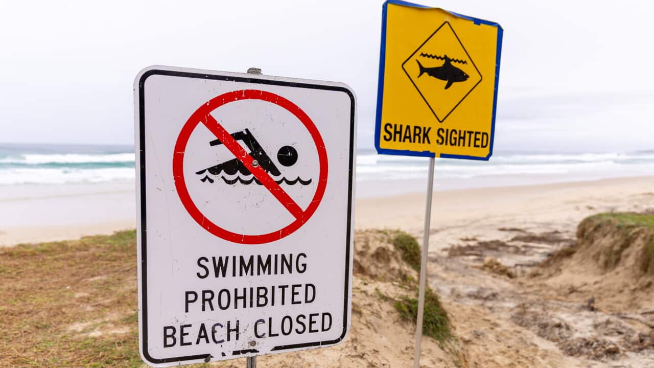 ‘Tragic incident’: Man dead after shark attack at popular Queensland diving spot