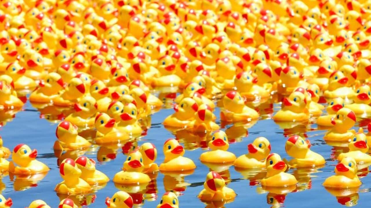 Rubber ducks ready to race.