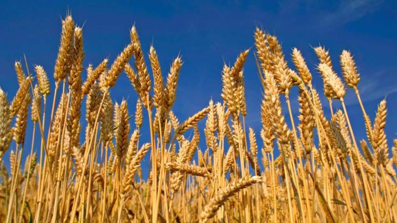 Wheat crops