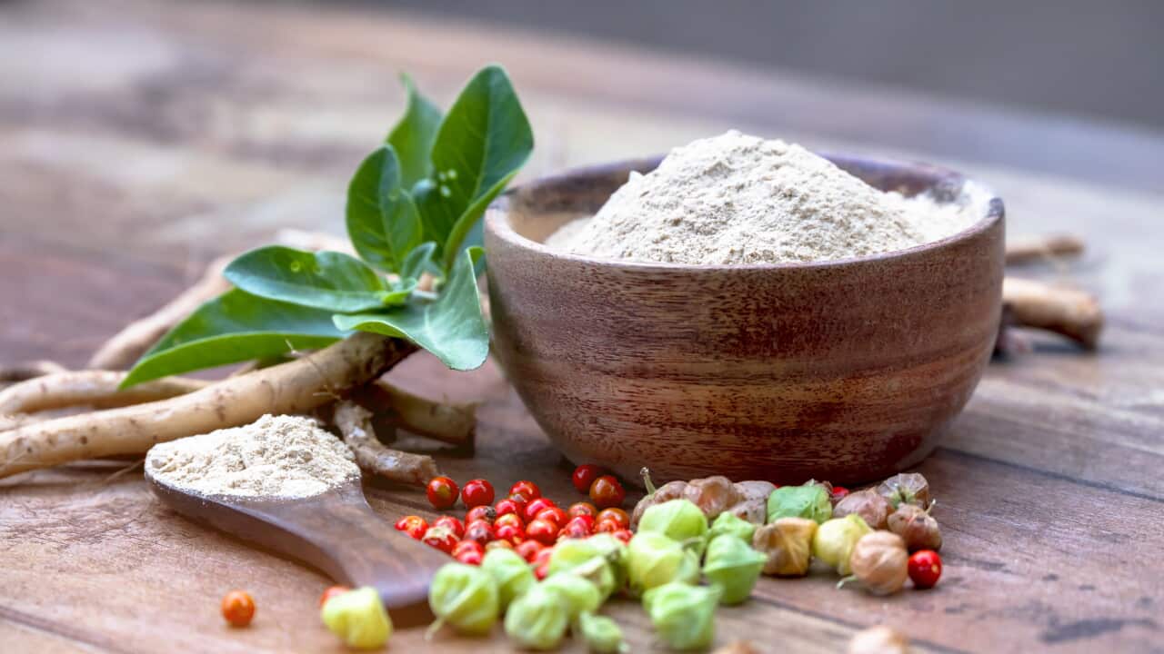 Ashwagandha Roots and powder known as Withania somnifera in white bowl on wooden background. Indian ginseng, poison gooseberry, or winter cherry. Herbal adaptogen ayurvedic medicine.